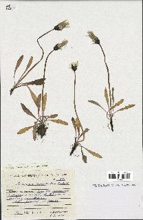 spécimen de Taraxacum macilentum