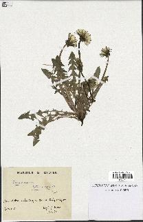 spécimen de Taraxacum tenuiceps