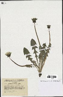 spécimen de Taraxacum marklundii