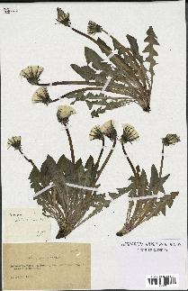 spécimen de Taraxacum dilatatum