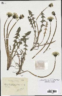 spécimen de Taraxacum dilatatum