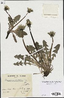 spécimen de Taraxacum dilatatum