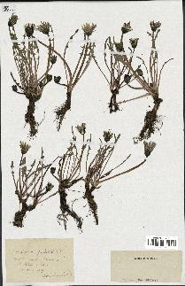 spécimen de Taraxacum palustre