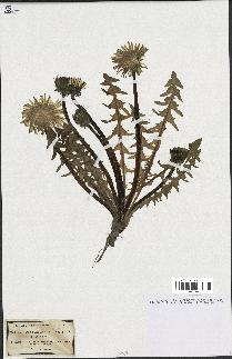 spécimen de Taraxacum maculatum