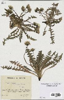 spécimen de Taraxacum dissectum