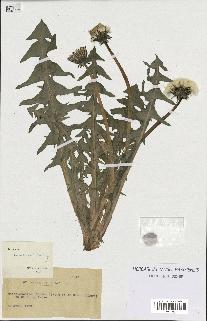 spécimen de Taraxacum aurosulum