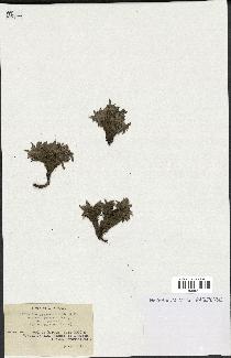spécimen de Scorzonera pygmaea