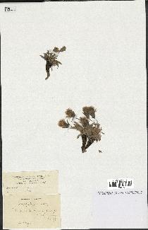 spécimen de Scorzonera pygmaea