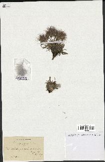 spécimen de Scorzonera pygmaea