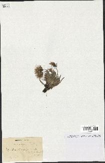 spécimen de Scorzonera pygmaea