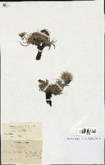 spécimen de Scorzonera pygmaea