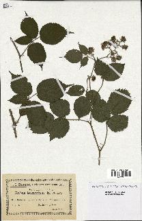 spécimen de Rubus melanoxylon