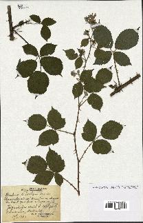 spécimen de Rubus winteri