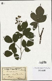 spécimen de Rubus omalus