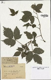 spécimen de Rubus rivularis