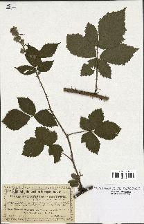 spécimen de Rubus constrictus