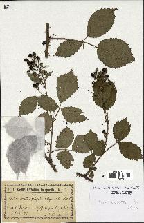 spécimen de Rubus constrictus
