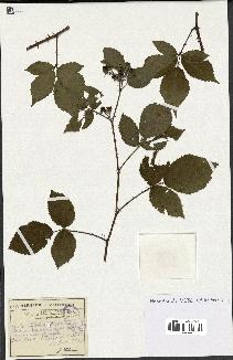 spécimen de Rubus gratiflorus