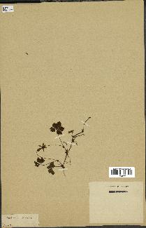 spécimen de Rubus sp.