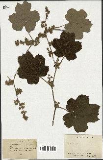 spécimen de Rubus sp.