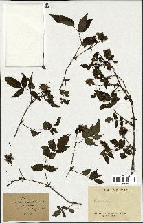 spécimen de Rubus sp.