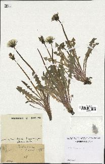 spécimen de Taraxacum sp.