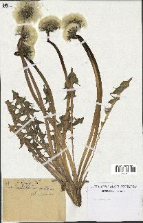 spécimen de Taraxacum sp.