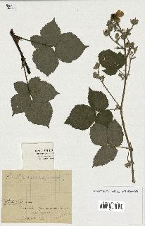 spécimen de Rubus caesius