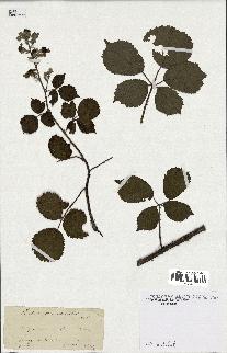 spécimen de Rubus sp.