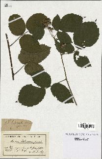 spécimen de Rubus hebecaulis