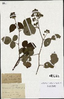 spécimen de Rubus foliosus