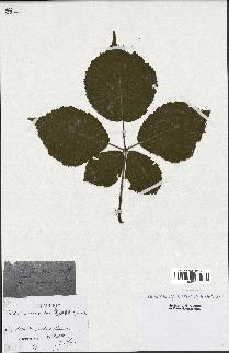 spécimen de Rubus foliosus