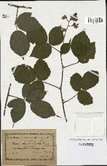 spécimen de Rubus sp.