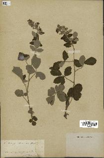 spécimen de Rubus sp.