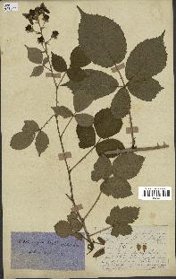 spécimen de Rubus clethrophilus