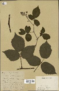 spécimen de Rubus sp.