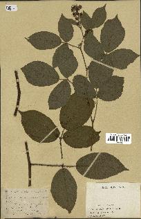 spécimen de Rubus sp.