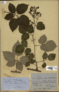 spécimen de Rubus sp.