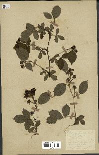 spécimen de Rubus sulcatus