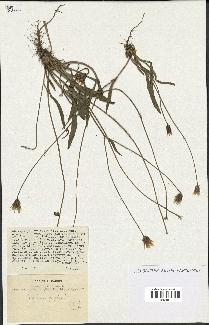 spécimen de Catananche lutea