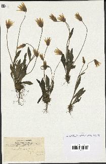 spécimen de Catananche lutea