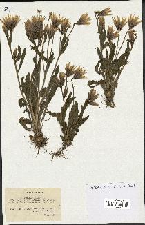 spécimen de Catananche lutea