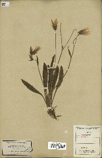 spécimen de Catananche lutea