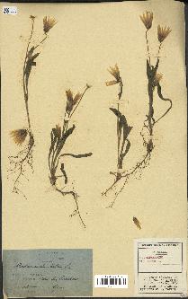 spécimen de Catananche lutea