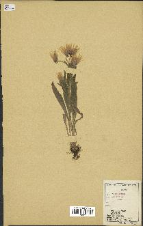 spécimen de Catananche lutea
