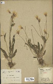 spécimen de Catananche lutea