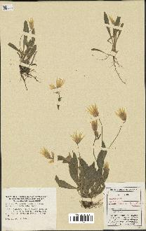 spécimen de Catananche lutea