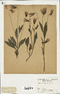 spécimen de Catananche lutea