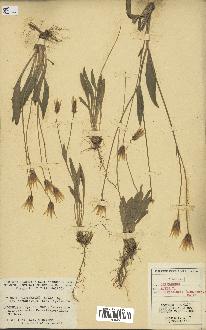 spécimen de Catananche lutea
