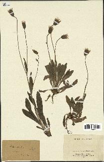 spécimen de Catananche lutea